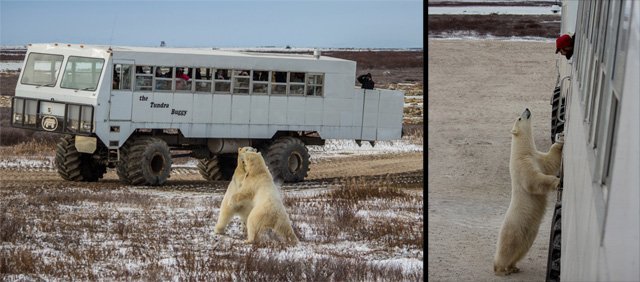 Tundra Buggy