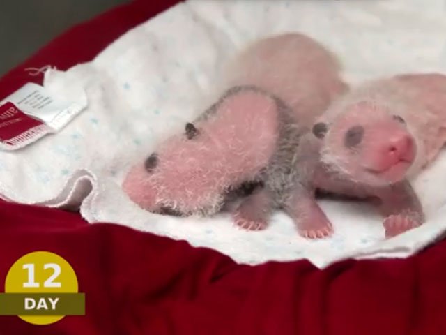 watch baby panda twins