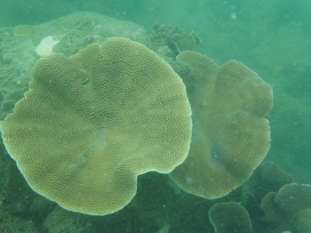 Coral Reef Protection In Cambodia Earth Rangers Where Kids Go