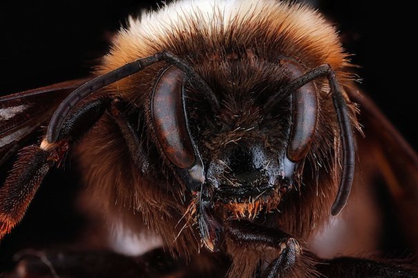 western bumble bee bombus occidentails