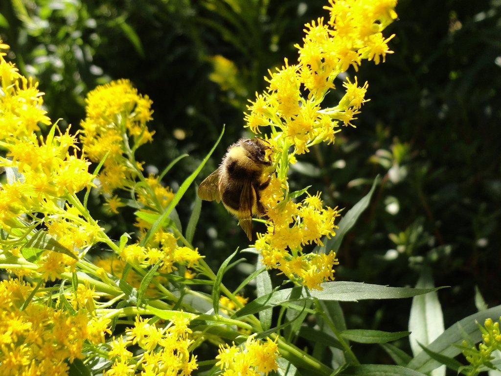 western_bumblee_beeflickr_user_ mo.do
