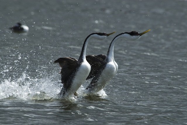 Western grebes, courtship