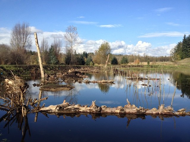 Oregon spotted frog wetland