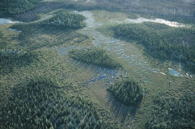 wetlands_high_angle_view2