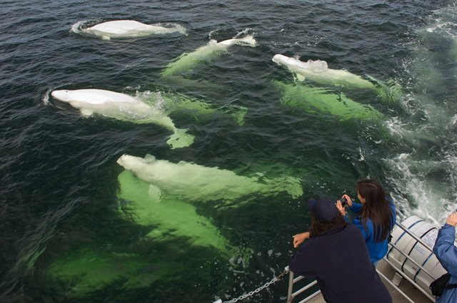 Whale Watching