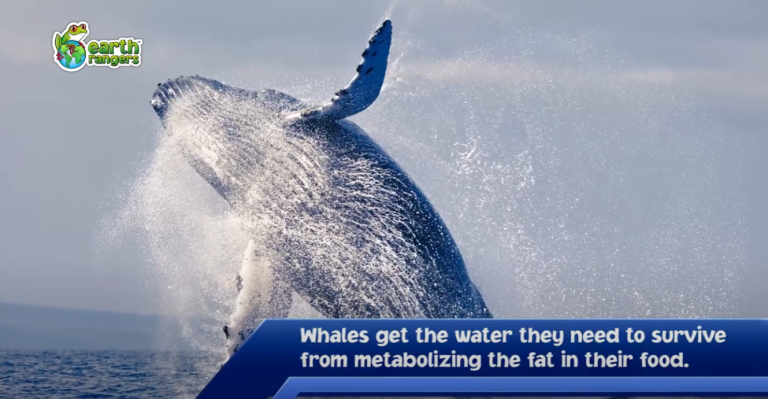 Top Ten: Things You Didn’t Know About Whales