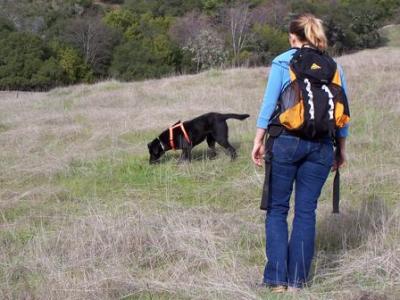 wildlife_scat_tracking_dog wildlife scat tracking dog