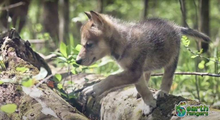 Top 10: Cutest Wolf Pups