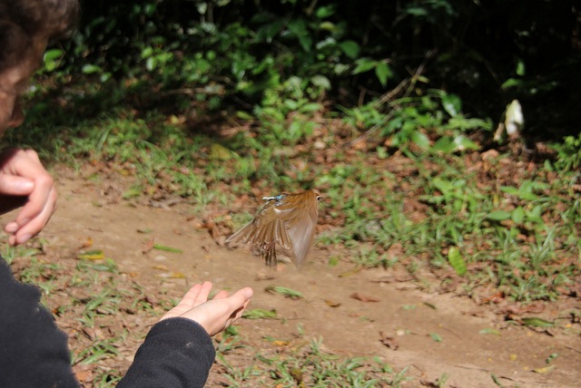 Wood thrush release