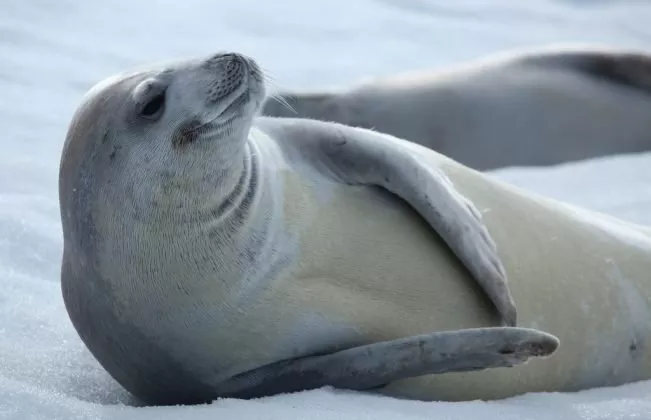 Crabeater Seal