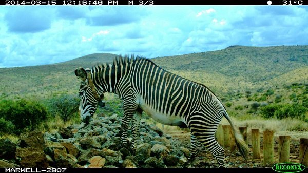 zebra with tracking collar