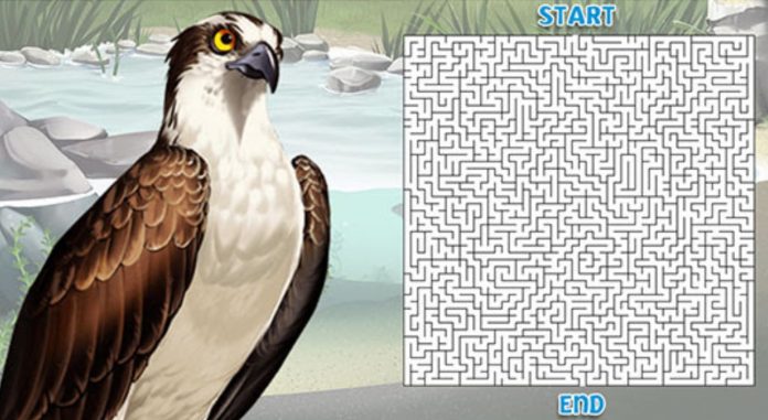 Eco Activity Osprey s A MAZE ing Journey Earth Rangers Where Kids 