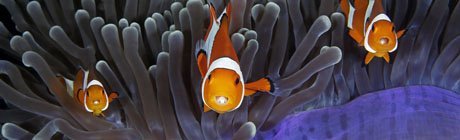 The Best Wildlife Pictures of 2017