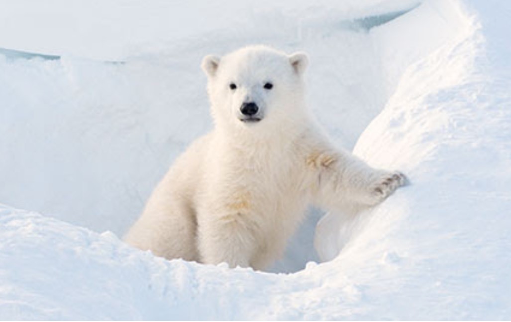 Eco Activity 40 Polar Word Puzzle Earth Rangers Where Kids Go To Save Animals