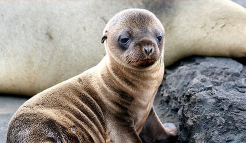 Eco-Activity: Build a Marine Mammal for World Oceans Day! | Earth