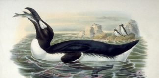 Great Auk drawing extinct penguin