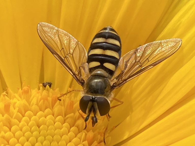 Congratulations to the Winners of Our Backyard Biologist Photo Contest!