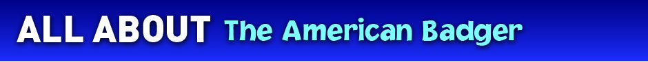 AllAbout_AmericanBadger