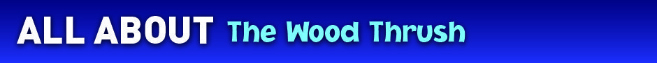AllAbout_WoodThrush