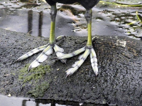 Top Ten Coolest Animal Feet - Where kids go to save animals! Top Ten Coolest Animal Feet - Where kids go to save animals!