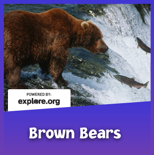 brown bear live animal