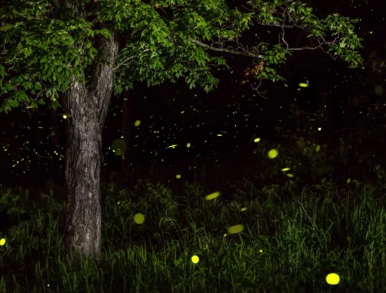 Animals that Glow in the Dark