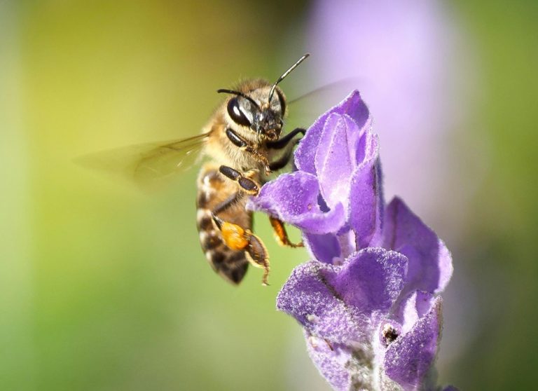 Happy Bee-Day!