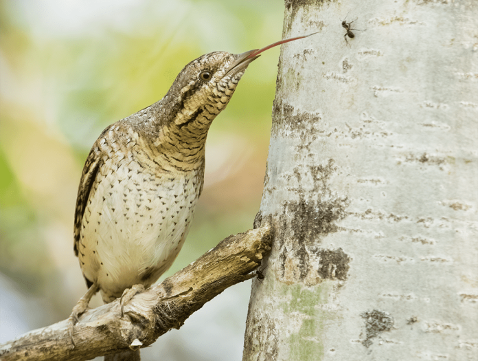 How do birds know when it’s time to migrate? Earth Rangers