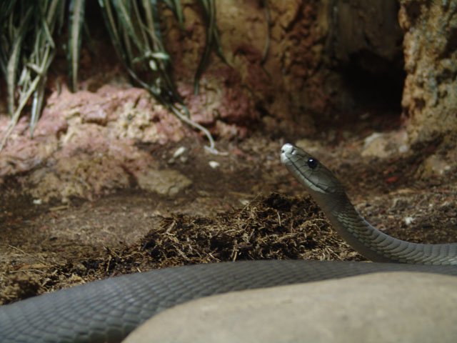 Movin’ like a Black Mamba