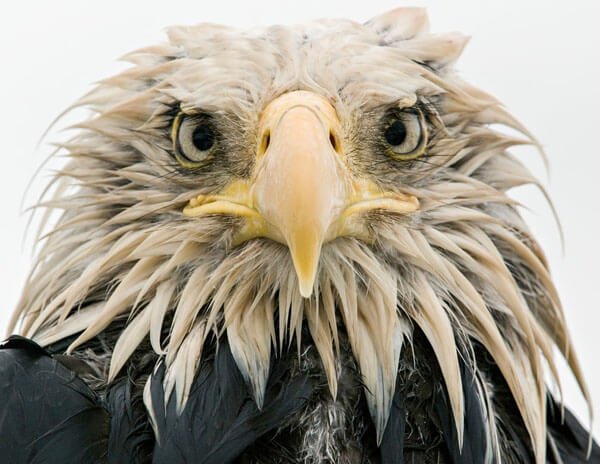 Bold eagle