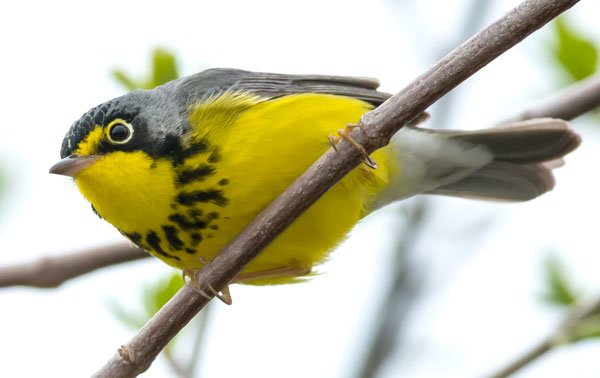 Canada Warbler