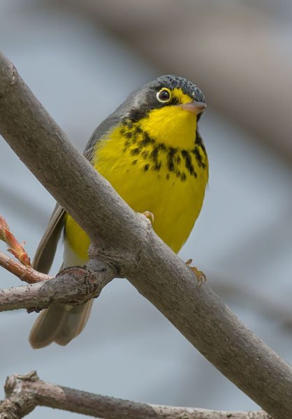 Canada Warbler