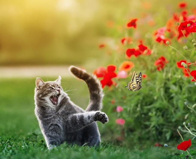 Caption This: What’s this cat screaming?