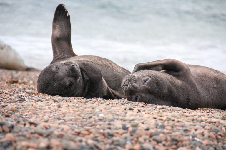 Caption This: What are these seals thinking