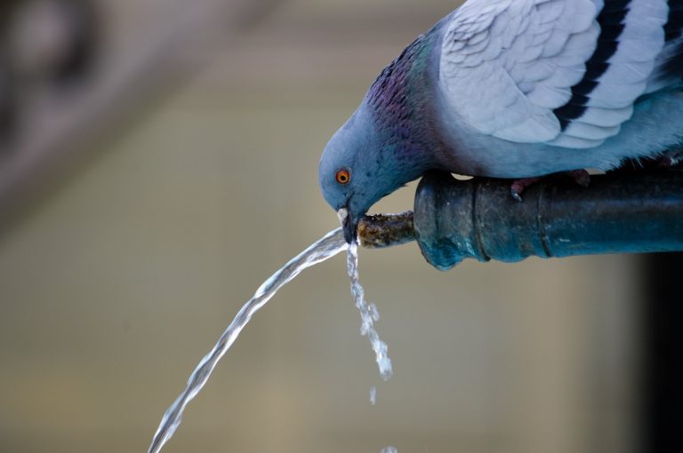 Caption This: What is this pigeon thinking?