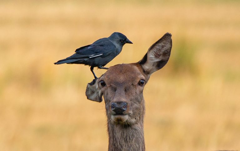 Caption This: What is this deer thinking?