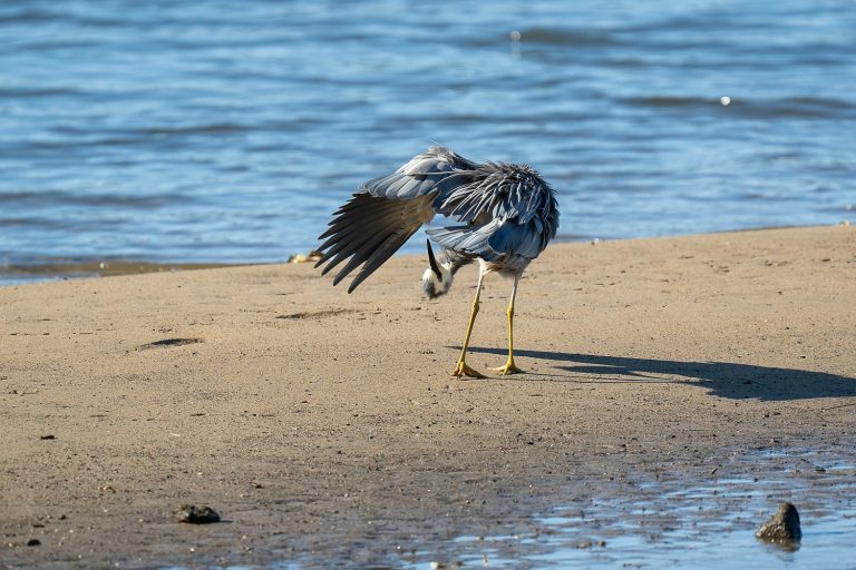 Caption This: What is this heron thinking?