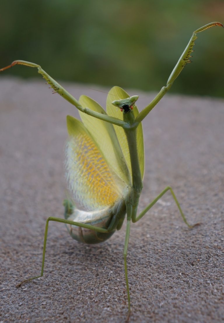 Caption This: What is this mantis thinking?