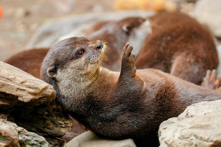 Caption This: What is this otter thinking?