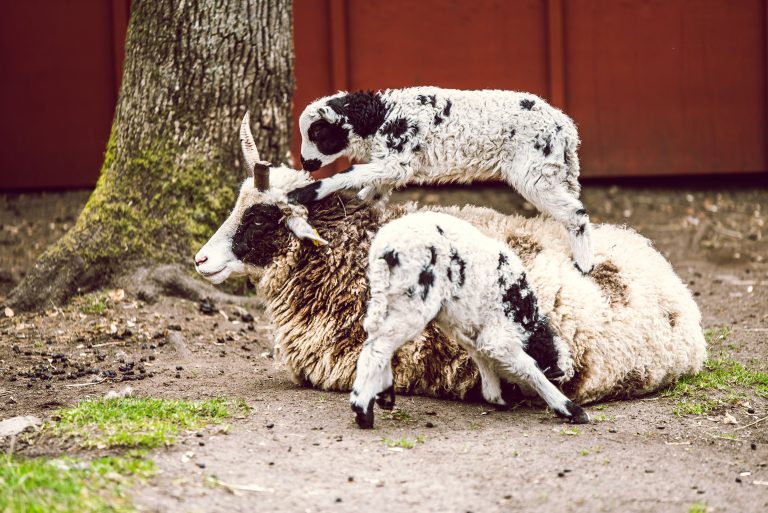 Caption This: What are these sheep thinking?