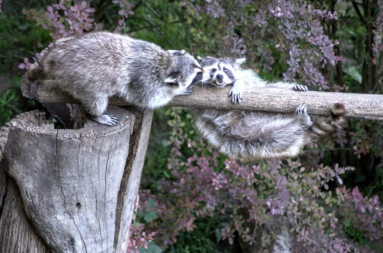 Caption This: What are these raccoons saying?
