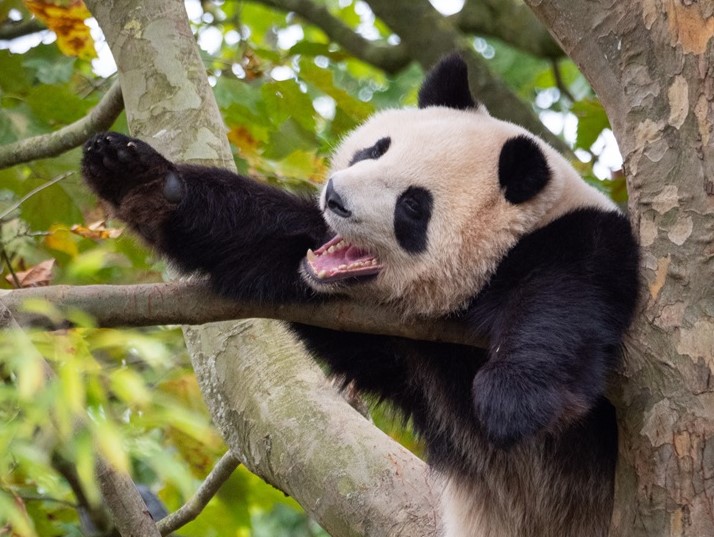 Caption This: What is this panda saying?
