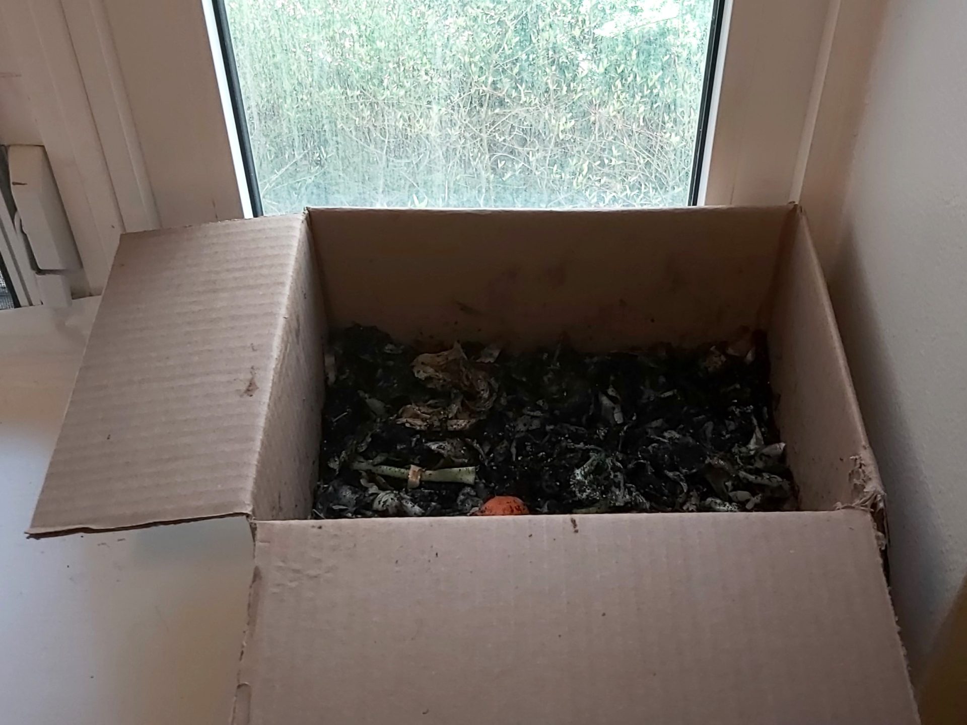 Cardboard compost earth rangers