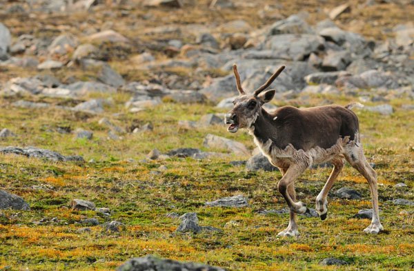 Protecting Caribou in Torngat Mountains National Park