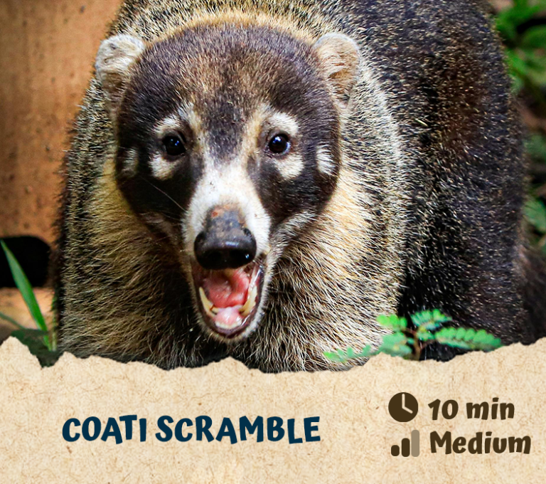 Coati Scramble