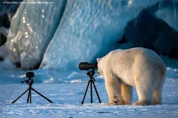 Comdey-Wildlife-Photo-Award-Roie-Galitz.jpg