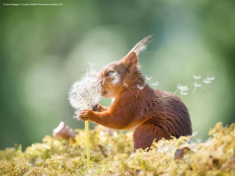 12 of the funniest animal pictures EVER!! Part 2
