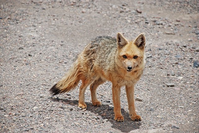 What Is The Biggest Wild Canine