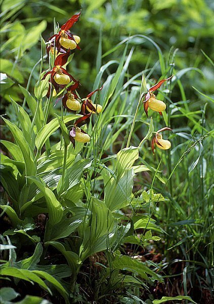 Saving Plants