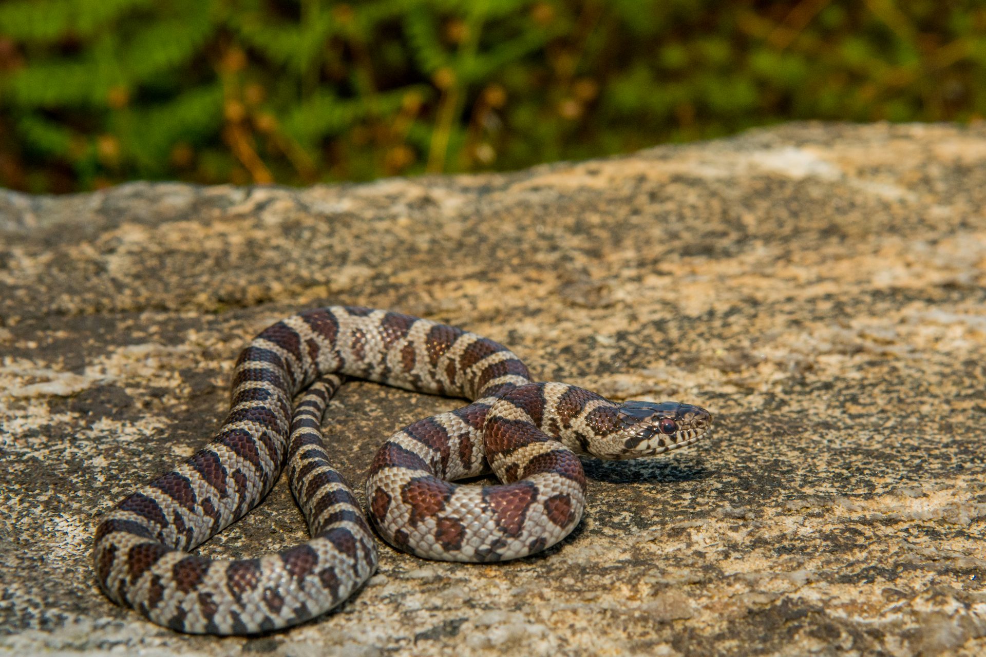 Come Meet the Marvelous Milksnake! - Earth Rangers